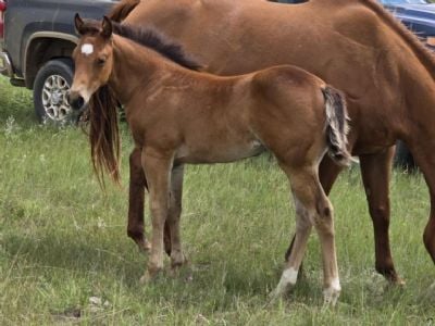 Whiskey Up Kili JW <BR>AQHA 6420073